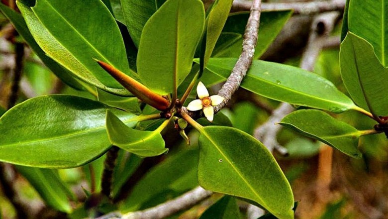 Cây Đước. Rhizophora apiculuta Blume - Cây Thuốc Nam Quanh Ta